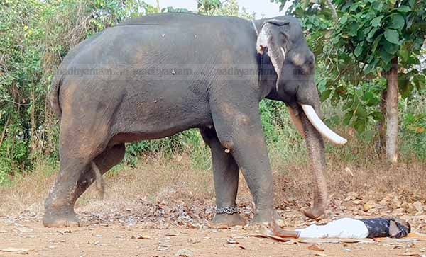 Elephant Rajan and Manikandan Elephant Rajan and Manikandan