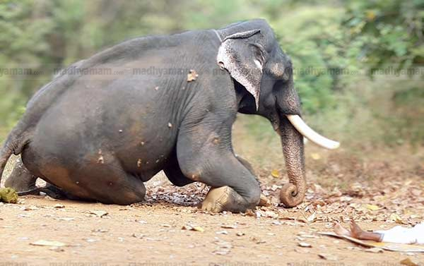 Elephant Rajan and Manikandan