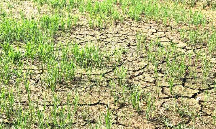 വെള്ളമില്ല; മാവര പാടത്തെ നെൽകർഷകർ ആശങ്കയിൽ