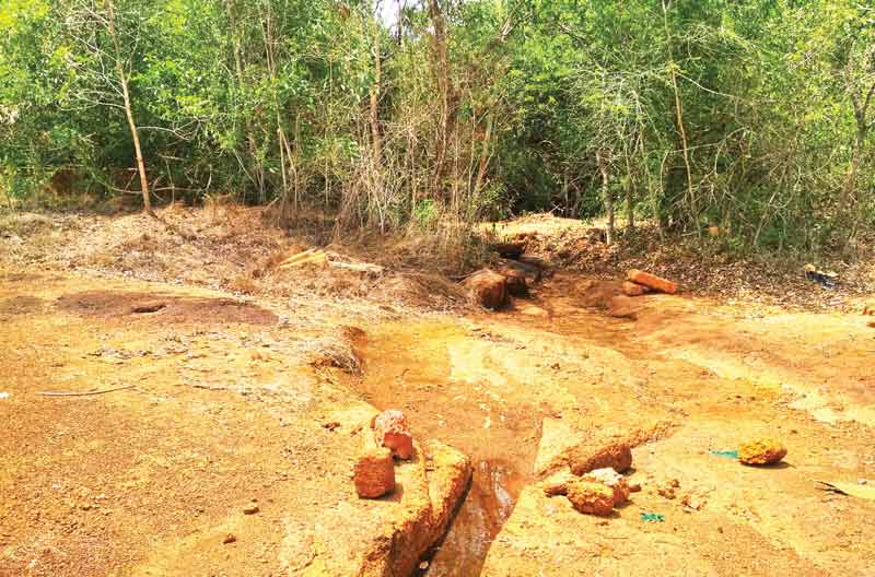 ‘പൂവാലികൾ’ ഇനി എവിടെ മുട്ടയിടും?