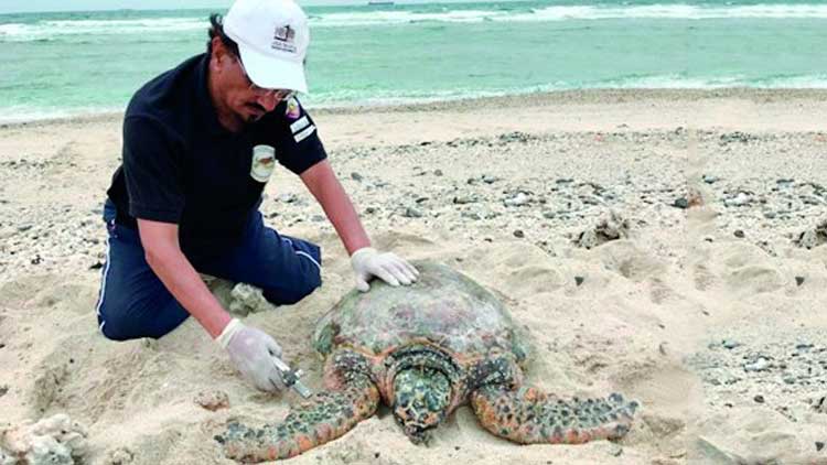 ക​ട​ലാ​മക​ൾ സാ​റ്റ​ലൈ​റ്റ് ട്രാ​ന്‍സ്മി​റ്റ​ർ നിരീക്ഷണത്തിൽ