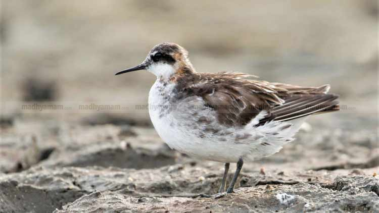 RED-NECKED-PHALAROPE