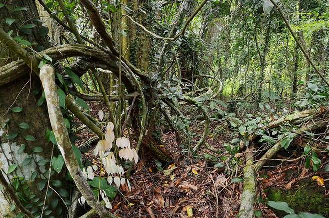 ശാന്തിവനം: പദ്ധതിയിൽ നിന്ന്​ പിന്നോട്ടില്ലെന്ന്​ കലക്​ടർ; പ്രതിഷേധം കത്തുന്നു