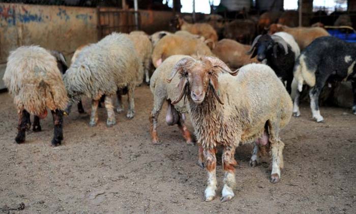 പ്രാ​ദേ​ശി​ക ആ​ട്ടി​റ​ച്ചി​ ഉ​ത്പാ​ദ​നം  കൂട്ടും; വി​ല​ കുറക്കും