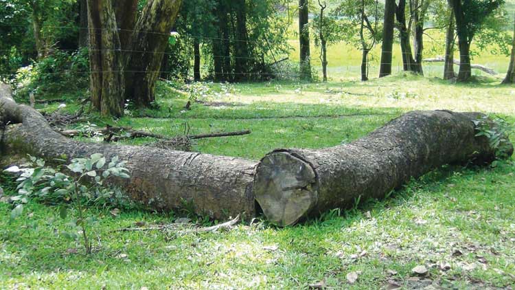 വനത്തിൽ നശിച്ചുതീരുന്നത് കോടികളുടെ മരങ്ങൾ