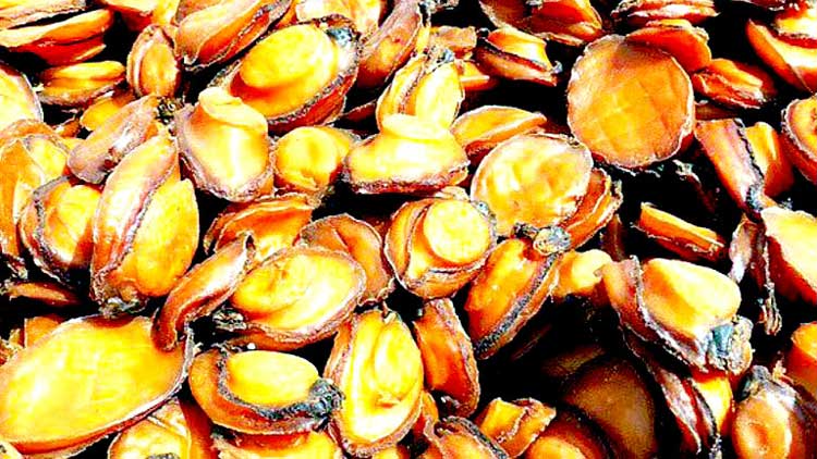 സാഘോഷം സഫേല  വിളവെടുപ്പ്; സലാലയിൽ ഉത്സാവന്തരീക്ഷം