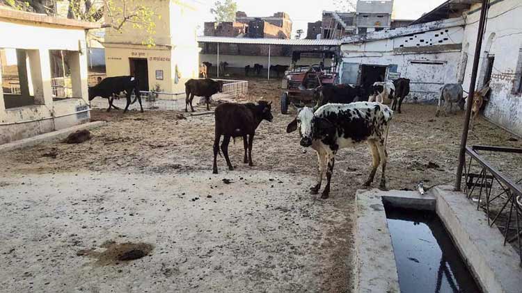 പട്ടിണി: ബിഹാറിലെ ഗോശാലയിൽ 17 പശുക്കൾ ചത്തു
