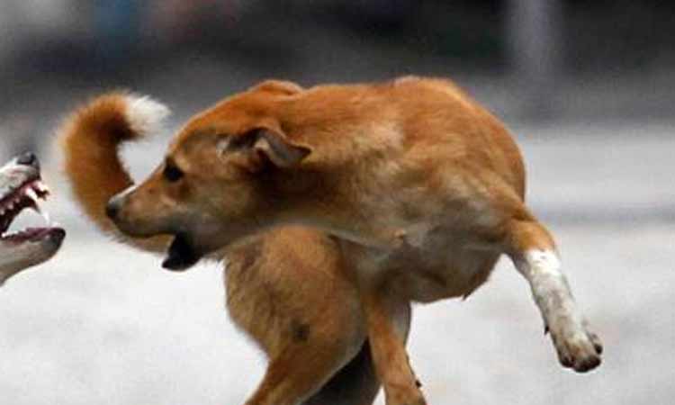 മുക്കത്ത് പേപ്പട്ടിയുടെ കടിയേറ്റ് പതിനേഴ്​ പേർ ആശുപത്രിയിൽ