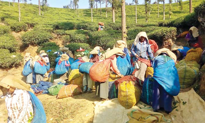 തോട്ടം തൊഴിലാളികൾക്ക് ഇടക്കാലാശ്വാസം; പ്രതിദിനം 50 രൂപ