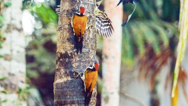 പക്ഷികളുടെ മത്സരം കൗതുകക്കാഴ്ചയായി