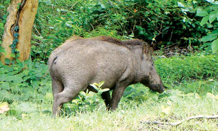 കൃഷി നശിപ്പിച്ച്​ കാട്ടുപന്നികൾ വിഹരിക്കുന്നു