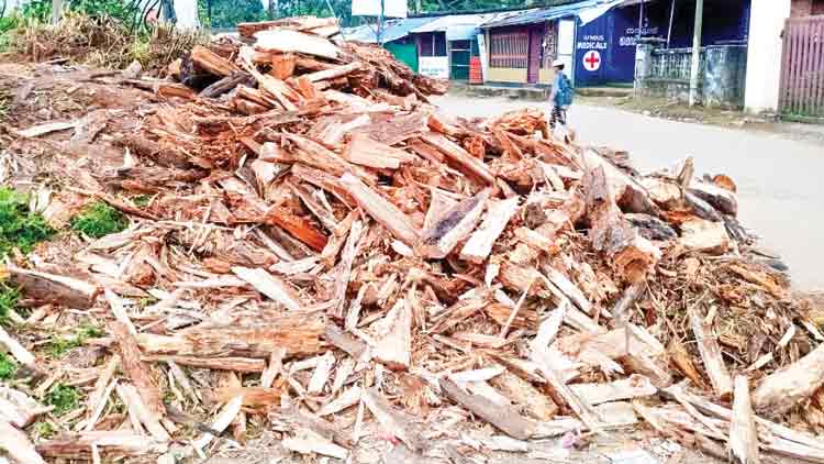 ലക്ഷങ്ങളുടെ അ​ക്കേ​ഷ്യ മ​ര​ങ്ങ​ൾ  വി​റ​ക് വി​ല​ക്ക് വിറ്റു