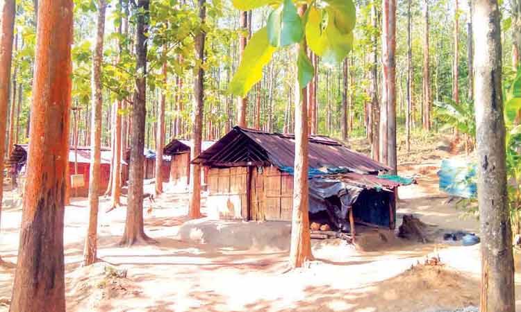 കൊമ്പന്മൂലയിൽ ദുരിതംപേറി കാട്ടുനായ്ക്ക കുടുംബങ്ങൾ