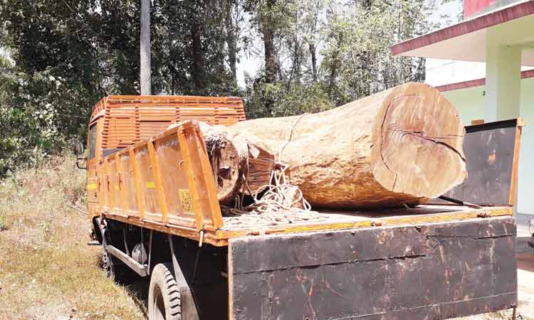 അഞ്ചു ലക്ഷം രൂപയുടെ ഇൗട്ടിത്തടി പിടികൂടി