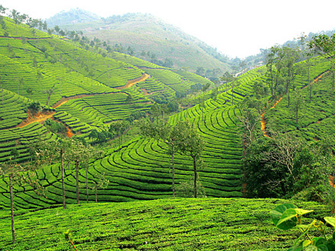 അമ്പനാട് എസ്റ്റേറ്റില്‍ തൊഴിലാളി സമരം തുടരും