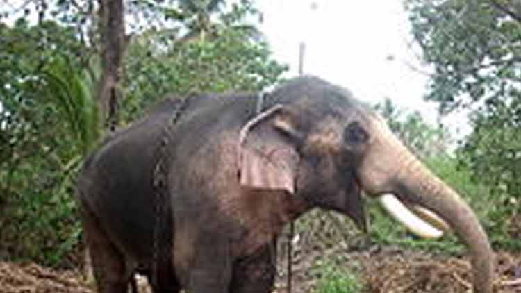 തെച്ചിക്കോട്ടുകാവ്​ രാമചന്ദ്രനെ പൂരത്തിന്​ എഴുന്നള്ളിക്കാനാവില്ല; വിലക്ക്​ തുടരും