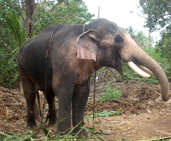 തെച്ചിക്കോട്ടുകാവ് രാമചന്ദ്രന്‍െറ ഭക്ഷണത്തില്‍ ബ്ലേഡ്: അന്വേഷണം ഊര്‍ജിതം