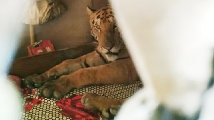 Tiger-on-Bed-18.07.2019