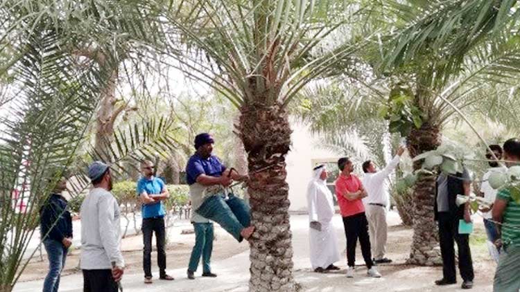 ഈ​ന്ത​പ്പ​ന​ക​ളു​ടെ പ​രി​പാ​ല​ന​രീ​തി​ക​ളെ​ക്കു​റി​ച്ച് സ്വ​ദേ​ശി​ക​ള്‍ക്ക് പ​രി​ശീ​ല​നം ന​ല്‍കി