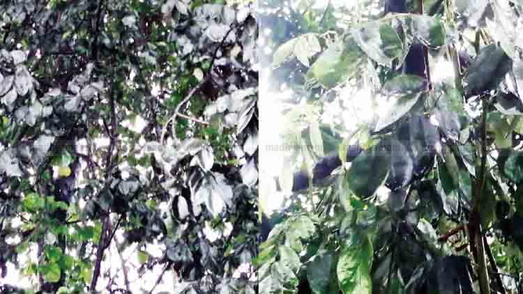 Tree-Disease-in-Kollam-Chavara Tree-Disease-in-Kollam-Chavara