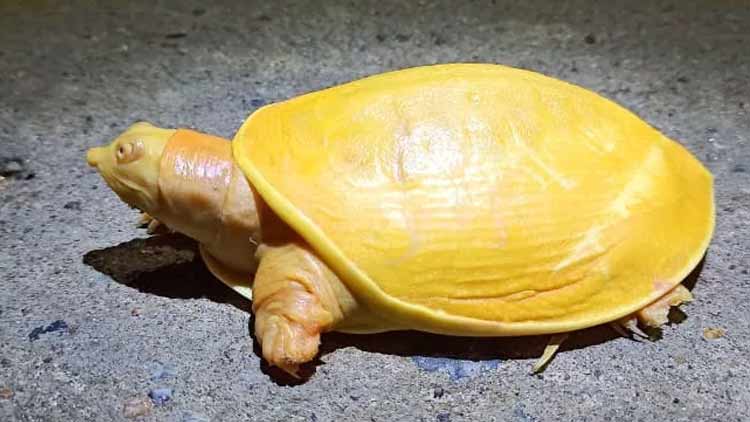 ഈ ആമയെ കണ്ടിട്ടുണ്ടോ​? മഞ്ഞ നിറമുള്ള ആമ