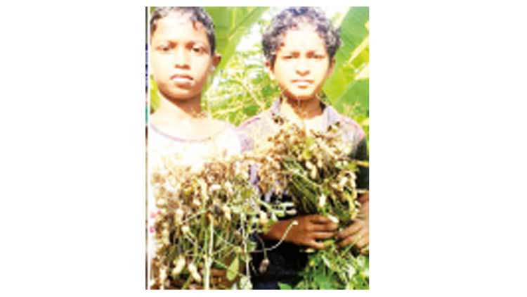 ക​പ്പ​ല​ണ്ടി കൃ​ഷി​യി​ലെ വ​രു​മാ​നം ദു​രി​താ​ശ്വാ​സ​ത്തി​ന് ന​ൽ​കാ​ൻ സ​ഹോ​ദ​ര​ങ്ങ​ൾ