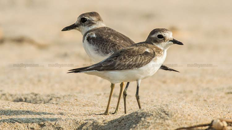 Valiya-manal-kozhi Valiya-manal-kozhi