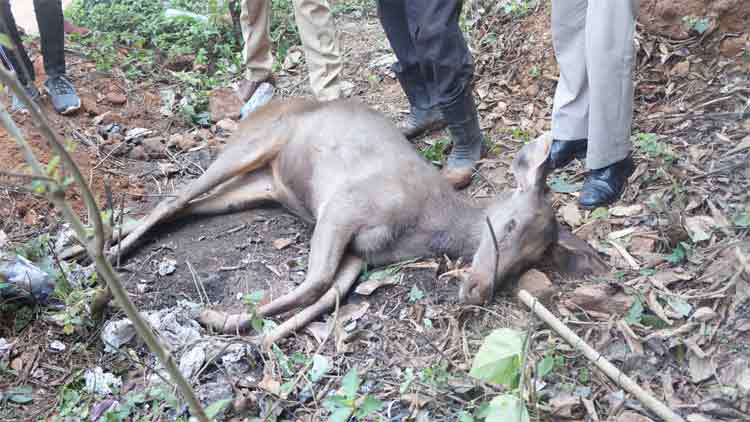 പൊലീസിന്റെ ശ്രമം വിഫലം; ആ മാനിനെ രക്ഷിക്കാനായില്ല പൊലീസിന്റെ ശ്രമം വിഫലം; ആ മാനിനെ രക്ഷിക്കാനായില്ല