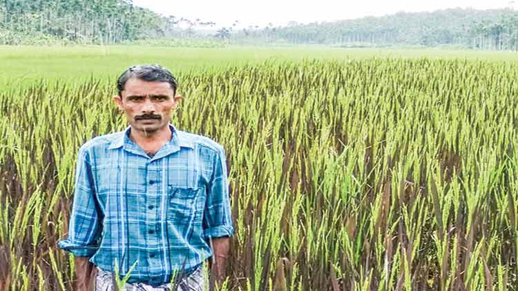 അപൂർവ നെല്ലിനങ്ങൾ നിറഞ്ഞ്​ സുനിലി​െൻറ പാടശേഖരം