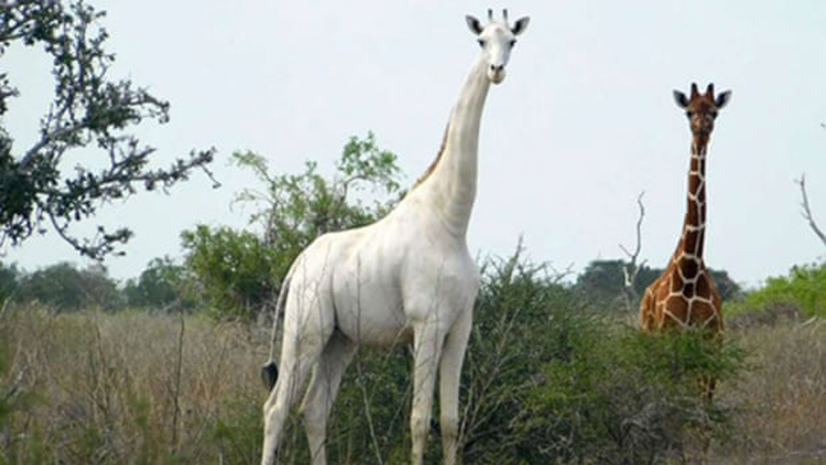White-Giraffe