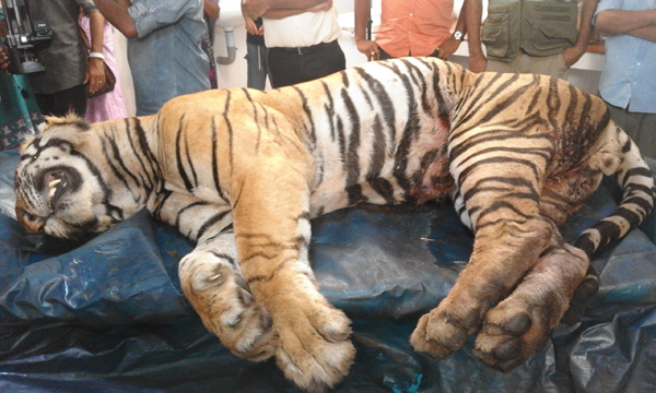 കാട്ടുപോത്തിന്‍െറ കുത്തേറ്റ് കടുവ ചത്തനിലയില്‍