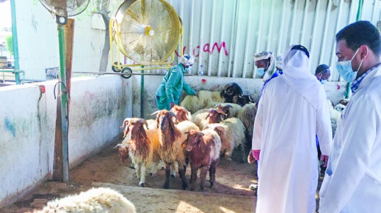 ബ​​ലി​​പെ​​രു​​ന്നാ​​ൾ: സ്വ​​ദേ​​ശി​​ക​​ൾ​​ക്ക്​ സ​​ബ്​​​സി​​ഡി ആ​​ടു​​ക​​ളു​​ടെ വി​​ൽ​​പ​​ന നാ​​ളെ മു​​ത​​ൽ