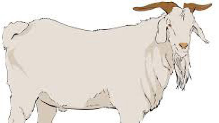 ഹജ്ജ്​: മക്കയിലേക്ക്​ കൊണ്ടുവരുന്ന കാലികളെ പരിശോധിക്കും 