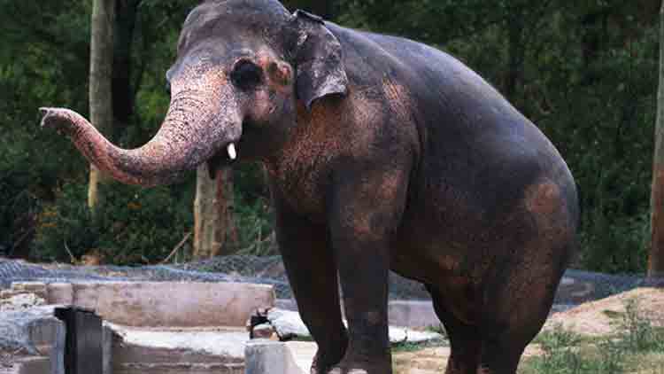 ‘കാവൻ’ മോചിതനാകുന്നു; കംബോഡിയയിലെ വനാന്തരങ്ങളിലേക്ക്​