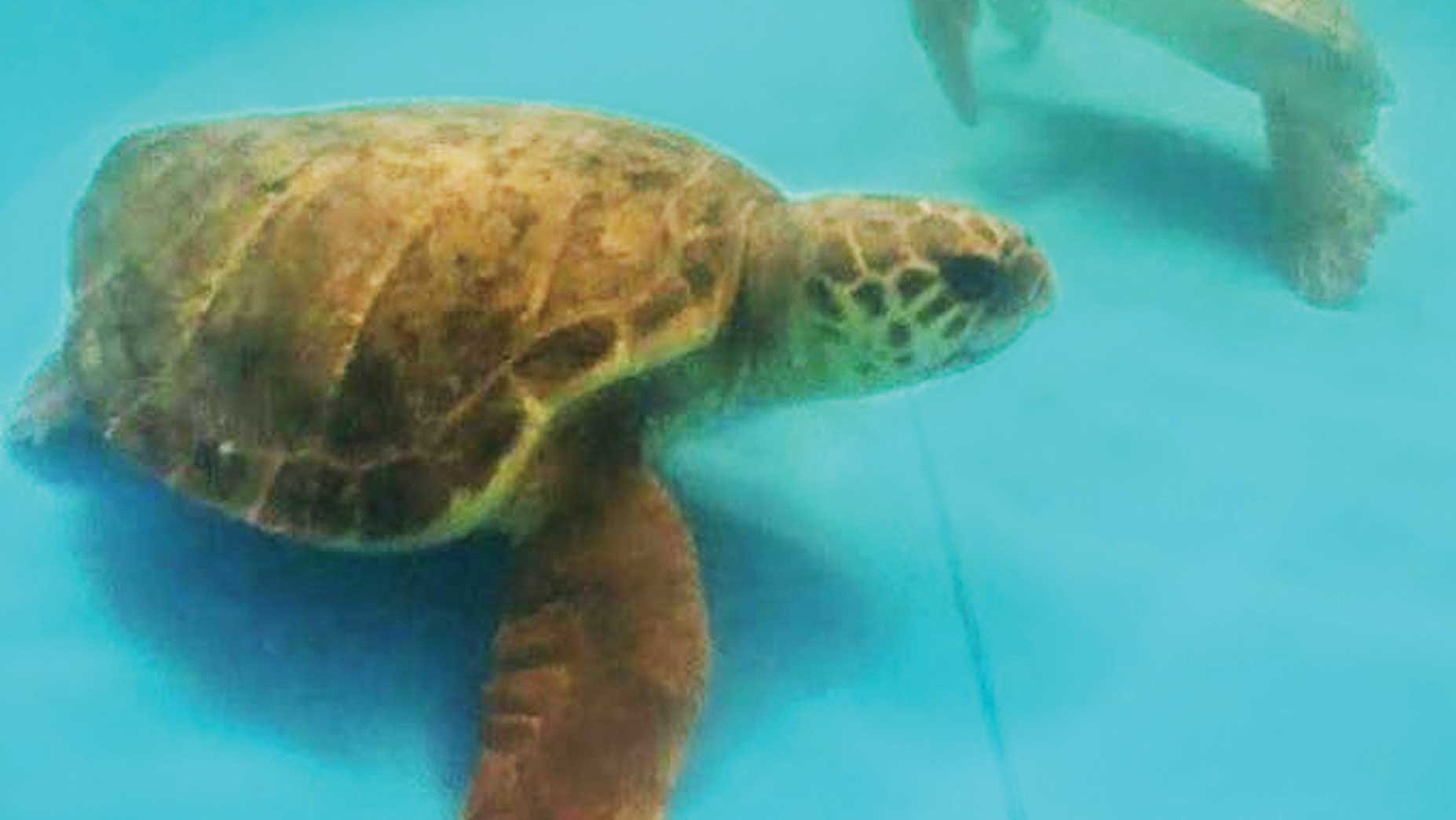 86 കി​ലോ തൂ​ക്ക​മു​ള്ള  ലോ​ഗ​ര്‍ഹെ​ഡ് ആ​മ​യെ  മോ​ചി​പ്പി​ക്കും