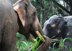 ആനവേട്ട: ഒരാള്‍ കൂടി പിടിയിലായി