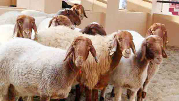 റ​​മ​​ദാ​​നി​​ൽ കു​​റ​​ഞ്ഞ വി​​ല​​ക്ക് ആ​​ടി​​നെ ല​​ഭ്യ​​മാ​​ക്കാ​​ൻ മ​​ന്ത്രാ​​ല​​യം