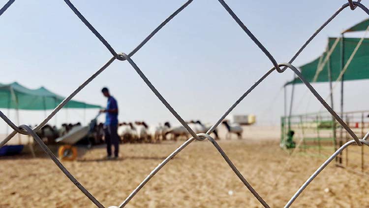 തീ​ക്കാ​റ്റി​ൽ വാ​ടി​ത്ത​ള​ർ​ന്ന്​  ആ​ടു​ജീ​വി​ത​ങ്ങ​ൾ  സ​ഹി​ക്കാ​ൻ ക​ഴി​യു​ന്ന​ത​ല്ല