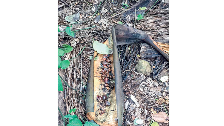 ഭീ​ഷ​ണി​യാ​യി ആ​ഫ്രി​ക്ക​ൻ ഒ​ച്ചു​ക​ൾ