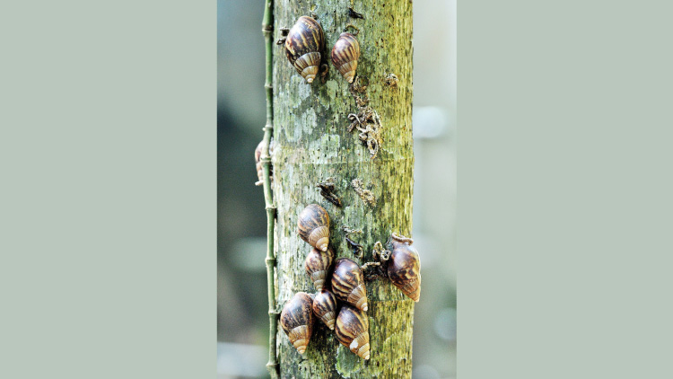 ഒഴിയാബാധയായി ആഫ്രിക്കൻ ഒച്ച്; പൊറുതിമുട്ടി ഒരു ഗ്രാമം