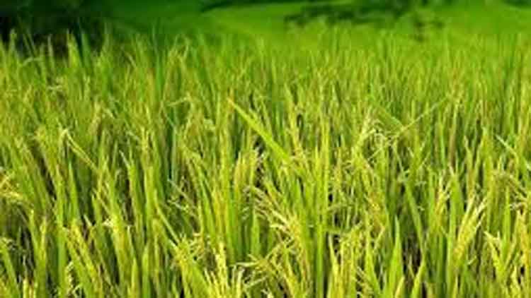 പു​ന​രു​പ​യോ​ഗ ഊ​ര്‍ജമേഖലയിൽ കാ​ര്‍ഷി​ക, സ​മു​ദ്ര സ​മ്പ​ദ് വി​ഭാ​ഗ​വു​മാ​യി സ​ഹ​ക​രി​ക്കും