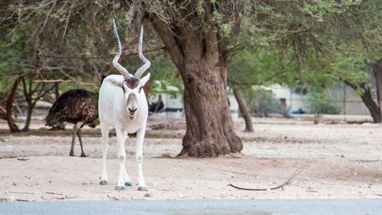 അ​​​ല്‍ ദോ​​​സ​​​രി പാ​​​ര്‍ക്കി​​​ല്‍ രാ​​ത്രി താ​​മ​​സ​​ത്തി​​ന്​ സൗ​​ക​​ര്യ​​വും