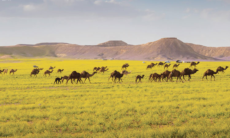 വിസ്​മയം പകർന്ന്​ അൽജൗഫിലെ  പച്ചയണിഞ്ഞ മരുഭൂതാഴ്​വര
