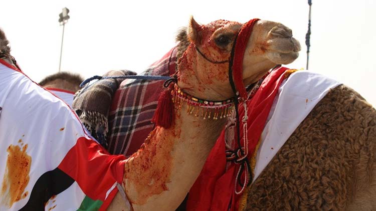 പാരമ്പര്യത്തനിമയോടെ അൽ ദഫ്​റ  ഒട്ടകോത്സവത്തിന്​ തുടക്കം
