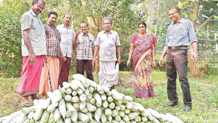 ‘എ​െൻറ മണ്ണിന്​’ നൂറു​മേനി