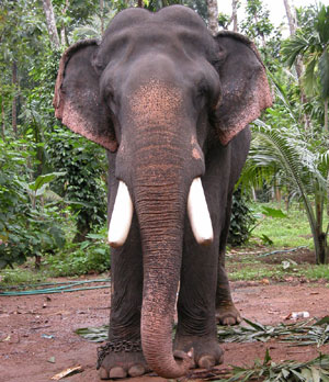 സുപ്രീംകോടതി ഉത്തരവ് നടപ്പാക്കിയാല്‍ ആന പീഡനം കുറയും