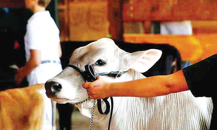 രാ​ജ്യ​ത്ത് പെ​ൺ​വ​ർ​ഗ​ത്തി​ൽ​പെ​ട്ട മൃ​ഗ​ങ്ങ​ളെ ക​ശാ​പ്പ് ചെ​യ്യു​ന്ന​തി​ന് വി​ല​ക്ക്