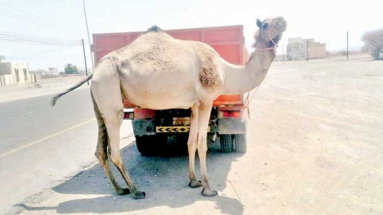 മൃ​ഗ​ങ്ങ​ളെ റോ​ഡി​ൽ അ​ല​ഞ്ഞു​തി​രി​യാ​ൻ വി​ട​രു​ത്​