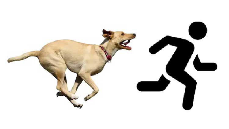 നായു​േണ്ട... ഓടിക്കോ...