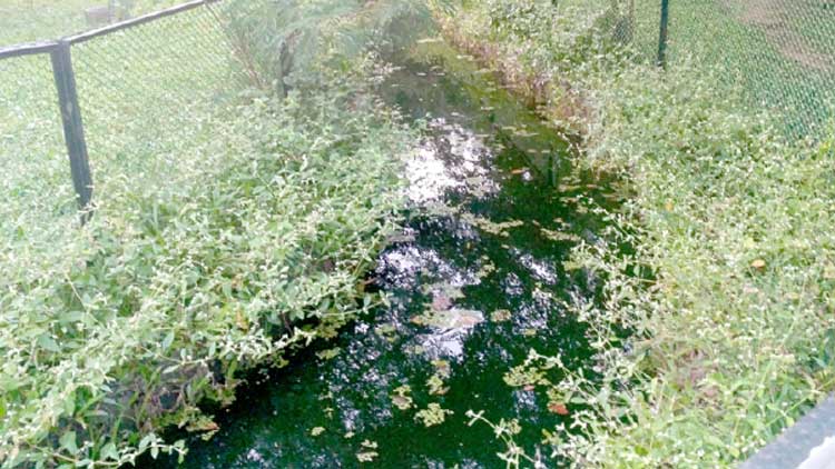 അംബേദ്കർ പാർക്കിലെ തടാകത്തിൽ മാലിന്യം: കൊതുകുശല്യത്തിൽ പൊറുതിമുട്ടി ജനം